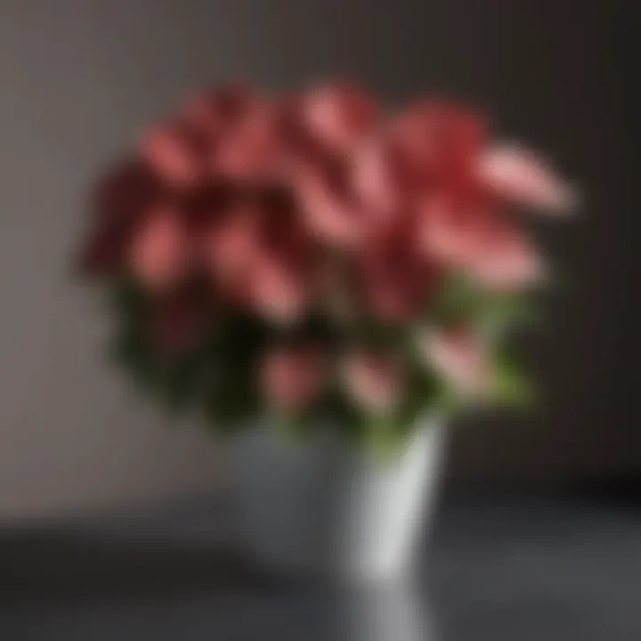 Graceful Caladium in Modern Container