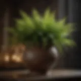 Exquisite Fern in Elegant Pot