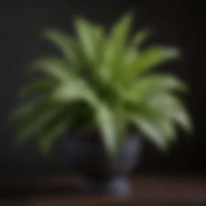Majestic Hosta Plant in Decorative Pot