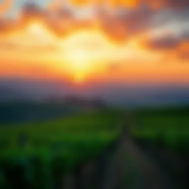 Breathtaking view of Napa Valley vineyards at sunset