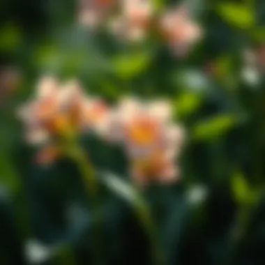 Delicate flowers of a shade-loving plant