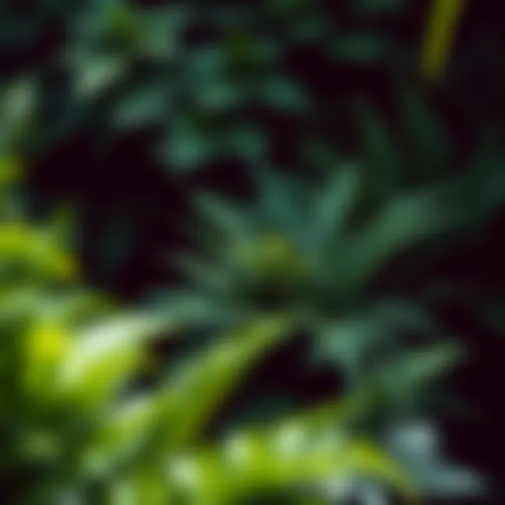 Lush ferns in a shaded garden