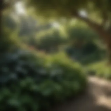 A well-maintained garden featuring diverse foliage under dappled sunlight