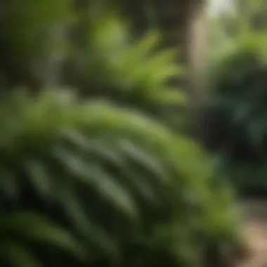 Lush green ferns cascading in a shaded garden corner