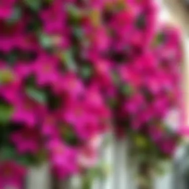 Colorful Display of Climbing Clematis A colorful display of climbing clematis against a garden wall
