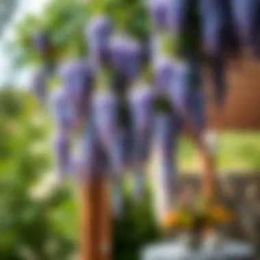 Lush Wisteria Cascading Down a Pergola Lush wisteria cascading down a pergola