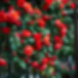 Vibrant climbing roses adorning a trellis