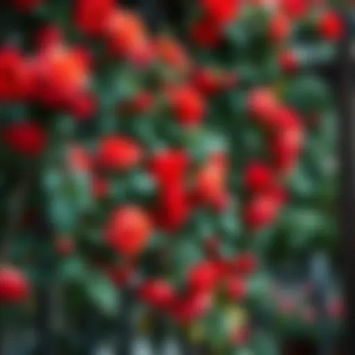 Vibrant climbing roses adorning a trellis