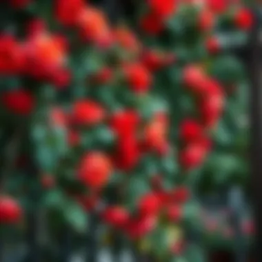 Vibrant Climbing Roses Adorning a Trellis Vibrant climbing roses adorning a trellis