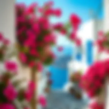 Vibrant streets of Mykonos adorned with bougainvillea