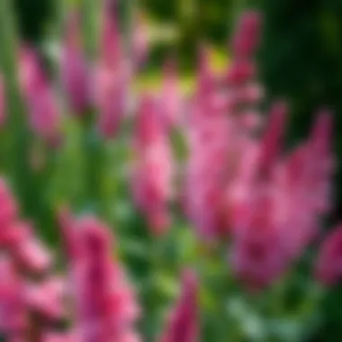 Elegant Astilbe in Full Shade Gardens Elegant astilbe flowers adding color to shade