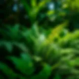 Lush ferns thriving in a shaded garden
