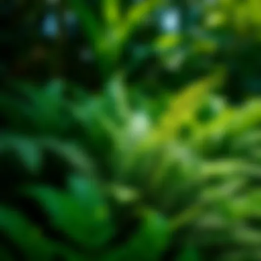 Lush ferns thriving in a shaded garden