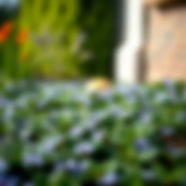 Periwinkle: Ideal Ground Cover for Shade Ground cover of shade-loving periwinkle