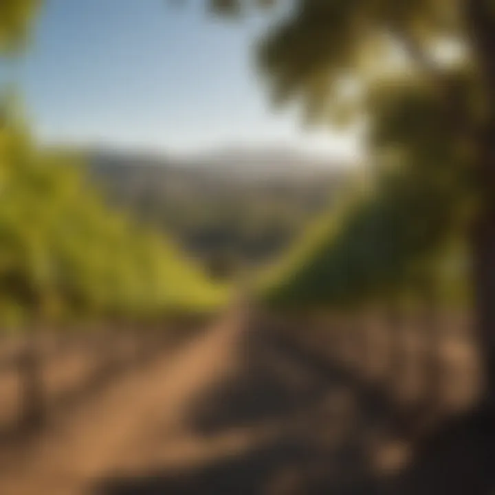 Exploring the Best Vineyards in Napa and Sonoma Summary