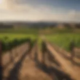 Exploring the Best Winery in Paso Robles, CA Introduction