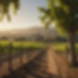 A scenic vineyard landscape in Sonoma County showcasing lush grapevines