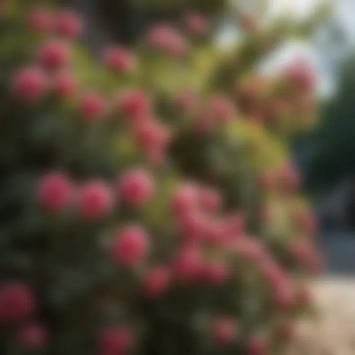 Close-up of a flowering shade bush in bloom