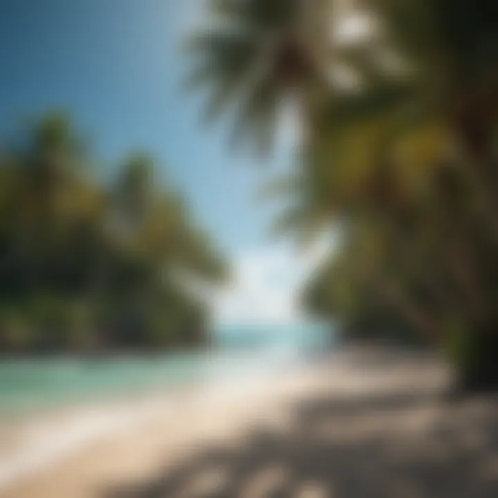 Lush palm trees swaying gently in the tropical breeze