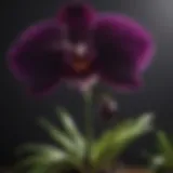 Vibrant bloom of the rare Black Orchid showcasing its unique beauty