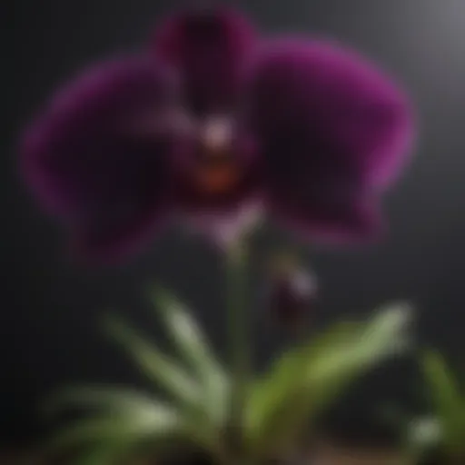 Vibrant bloom of the rare Black Orchid showcasing its unique beauty