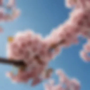 Cherry Blossoms: Nature's Delicate Masterpiece A stunning arrangement of cherry blossoms in full bloom against a clear blue sky