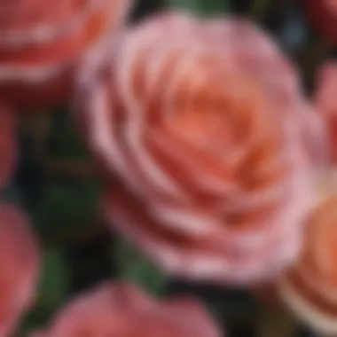 A close-up of the vibrant and fragrant Rose, revered across cultures