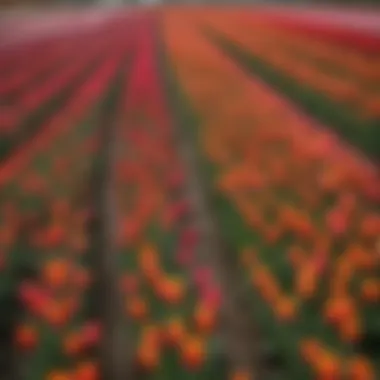 Vibrant tulip fields in bloom at the Skagit Valley