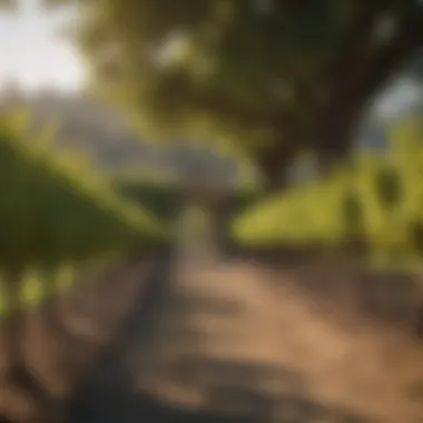 Notable Exploring the Most Romantic Napa Wineries Notable Exploring the Most Romantic Napa Wineries