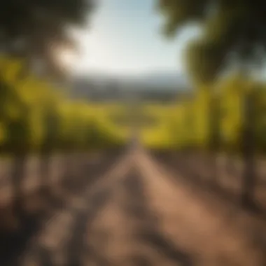 Exploring the Most Romantic Napa Wineries Summary