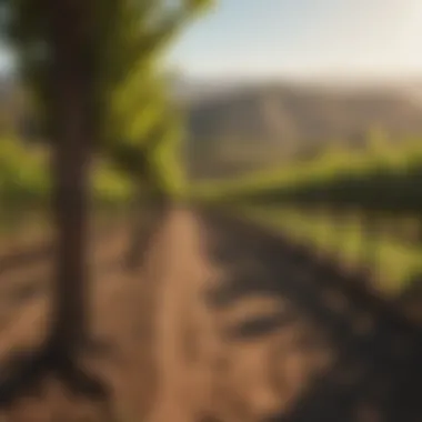Exploring the Prettiest Vineyards in Sonoma Introduction Exploring the Prettiest Vineyards in Sonoma Introduction
