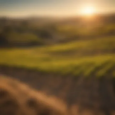 Vineyards in Paso Robles under the golden sun