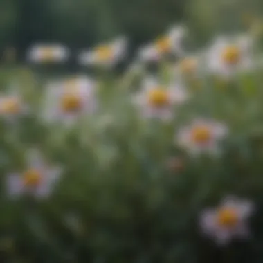 Close-up view of delicate wildflower petals glistening with dew in a shaded area.