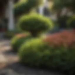 Elegant full sun landscaping shrub in a modern outdoor setting