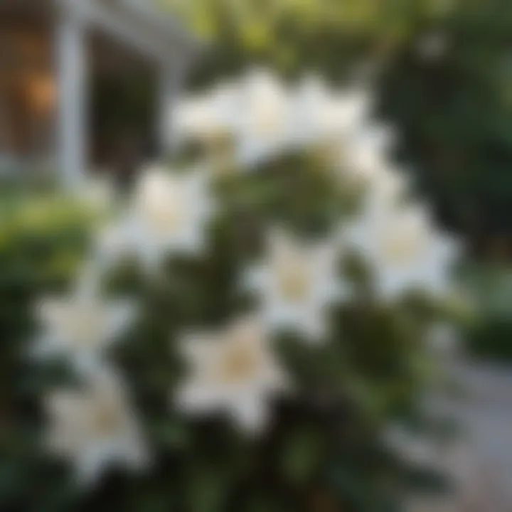 Exquisite Gardenias Blooming in Front Yard