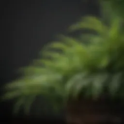 Exquisite Maidenhair Fern in a Shade-Loving Border