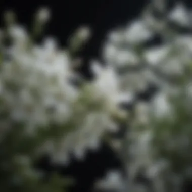 Ethereal White Blossoms of Moonlit Elegance