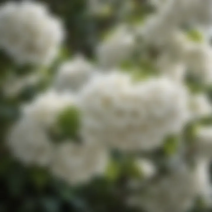 Exquisite White Flowers of a Summer Flowering Bush