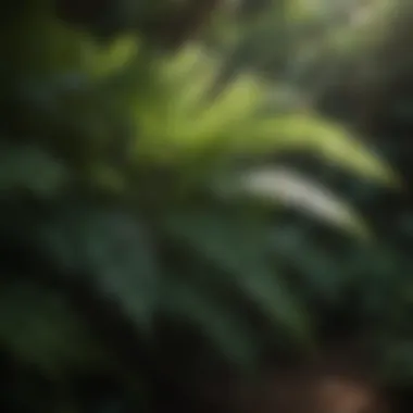 Lush ferns in shaded garden