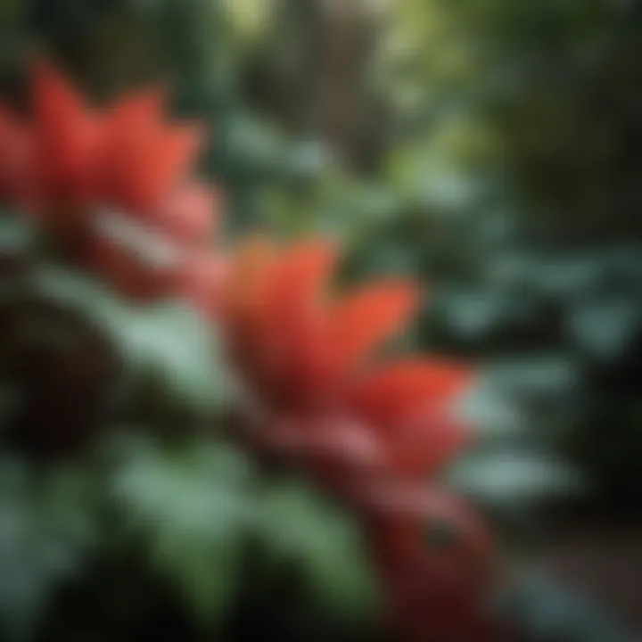 Close-up of unique foliage showcasing texture and color