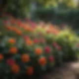 Vibrant flowers flourishing in a shaded garden