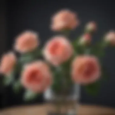 Charming Roses Blossoming Charming Roses Blossoming