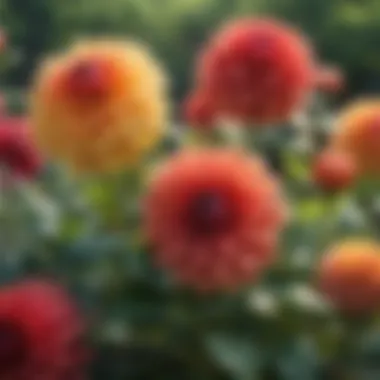 Colorful Dahlias in Summer Colorful Dahlias in Summer