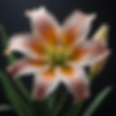 Elegant Lily in Full Bloom Elegant Lily in Full Bloom