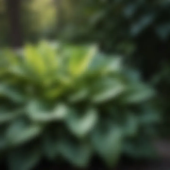 Graceful Hostas in Partial Shade Setting
