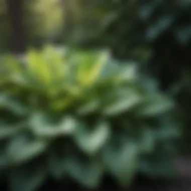 Hostas: Graceful Foliage Delights Graceful Hostas in Partial Shade Setting