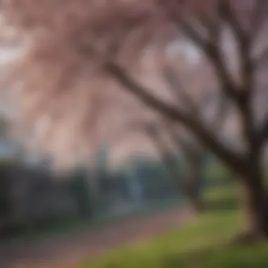 Graceful Weeping Cherry Blossom Tree