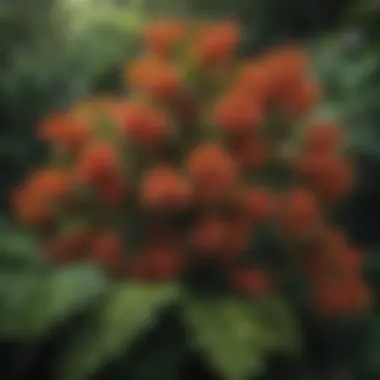 Close-up of vibrant foliage of year-round shrubs