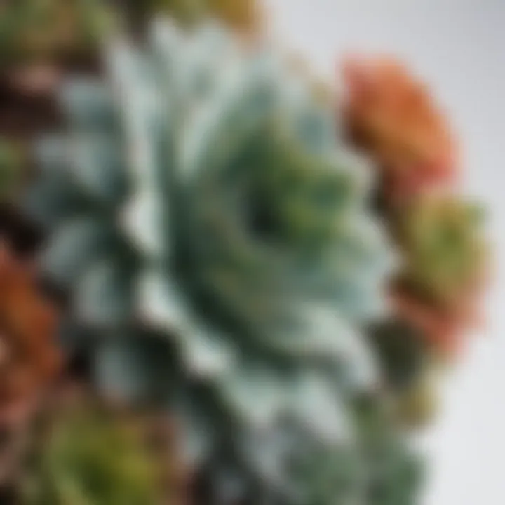 Close-up of vibrant succulents against a white background