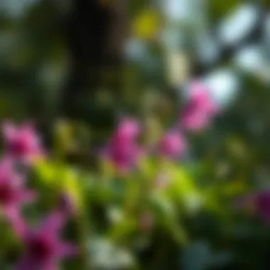 Columbine Blooms in Low-Light Areas Vibrant columbine flowers thriving in partial shade